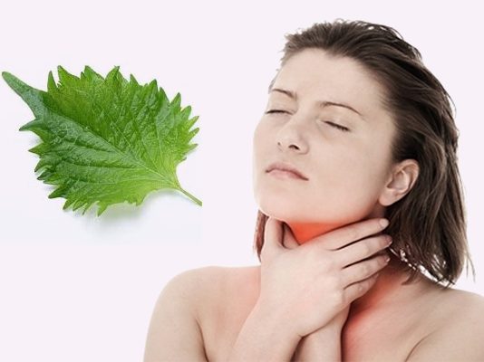 Chữa viêm họng bằng lá tía tô