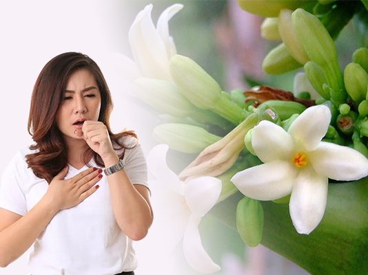 Hoa đu đủ đực chữa ho