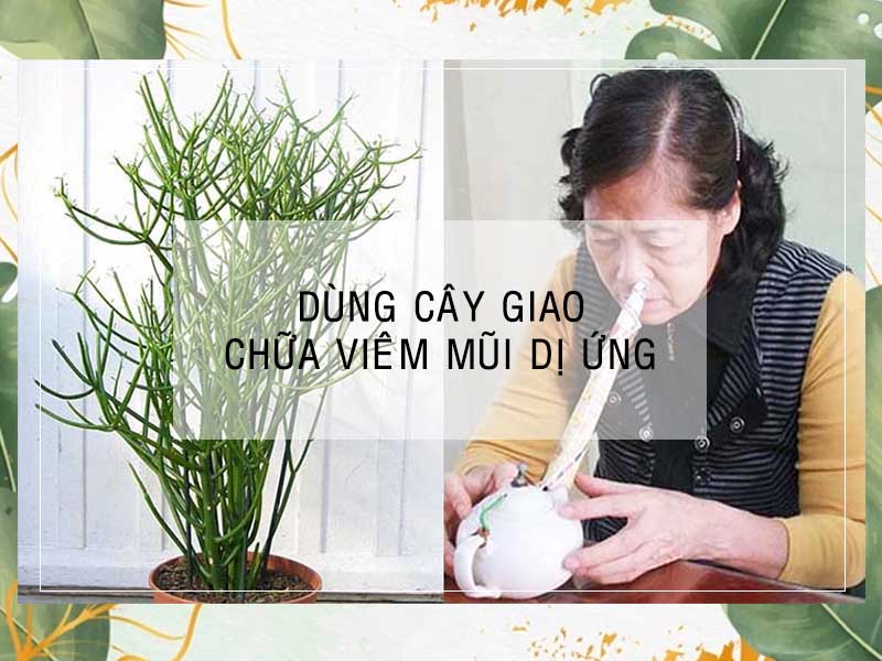 Cách chữa viêm mũi dị ứng bằng cây giao