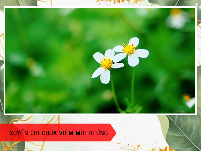 Cách chữa viêm mũi dị ứng bằng hoa xuyến chi